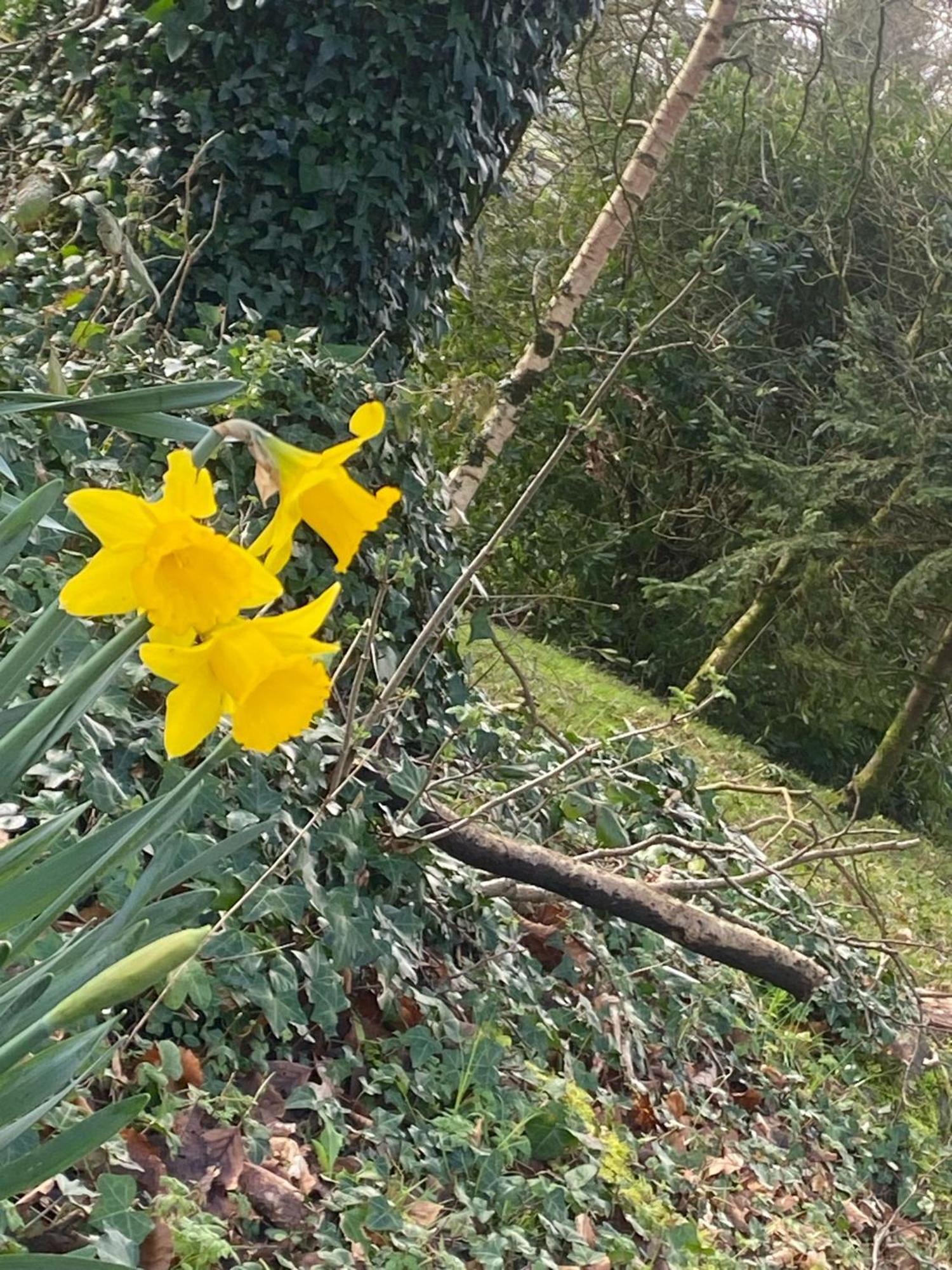 Ballyorgan Ballyhoura Mountain Lodges מראה חיצוני תמונה