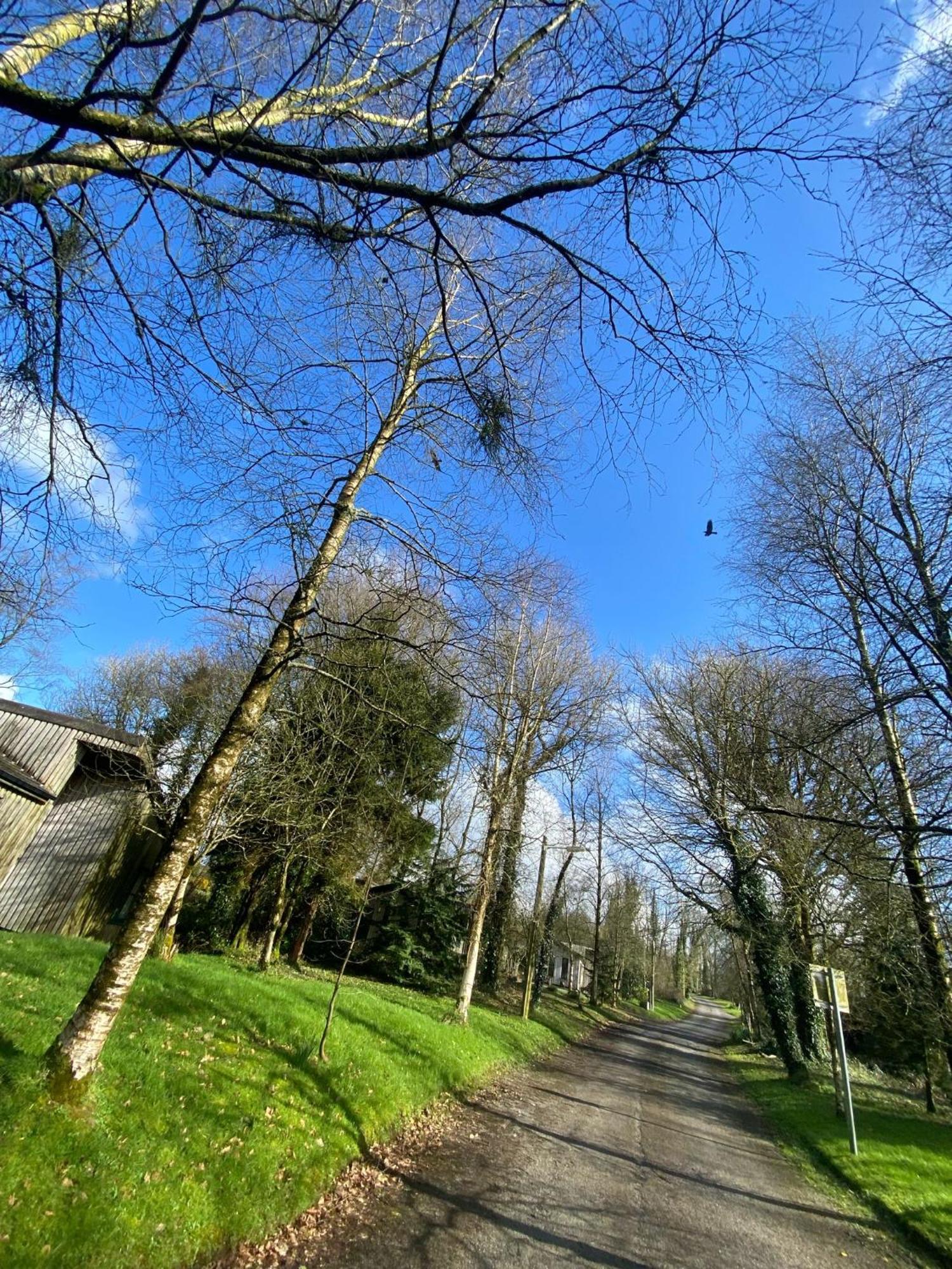 Ballyorgan Ballyhoura Mountain Lodges מראה חיצוני תמונה